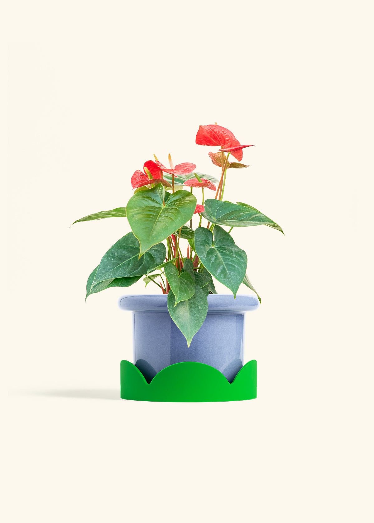 Anthurium Red Flamingo in a 6 inches Fat Lip Blue Planter in a Shamrock Petal Drip Tray