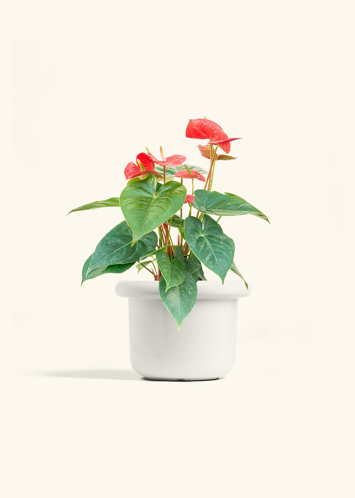 Anthurium Red Flamingo in a 6 inches Fat Lip White Planter 