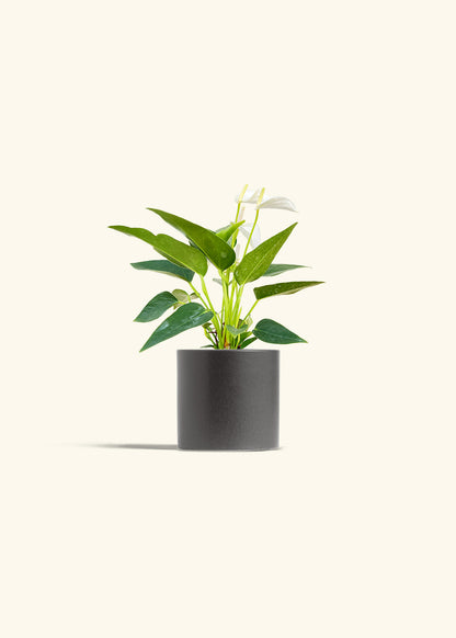Anthurium White Flamingo in a 4 inches Charcoal Classic Cylinder Planter 