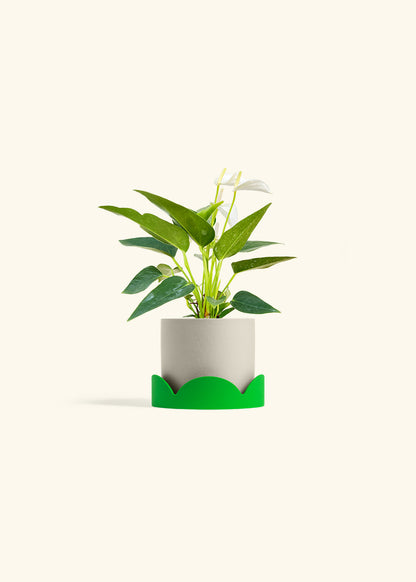 Anthurium White Flamingo in a 4 inches Oat Classic Cylinder Planter in a Shamrock Petal Drip Tray