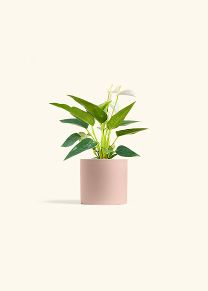 Anthurium White Flamingo in a 4 inches Pink Classic Cylinder Planter 