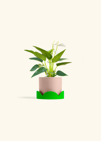 Anthurium White Flamingo in a 4 inches Pink Classic Cylinder Planter in a Shamrock Petal Drip Tray
