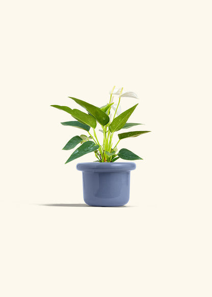 Anthurium White Flamingo in a 4 inches Fat Lip Blue Planter 