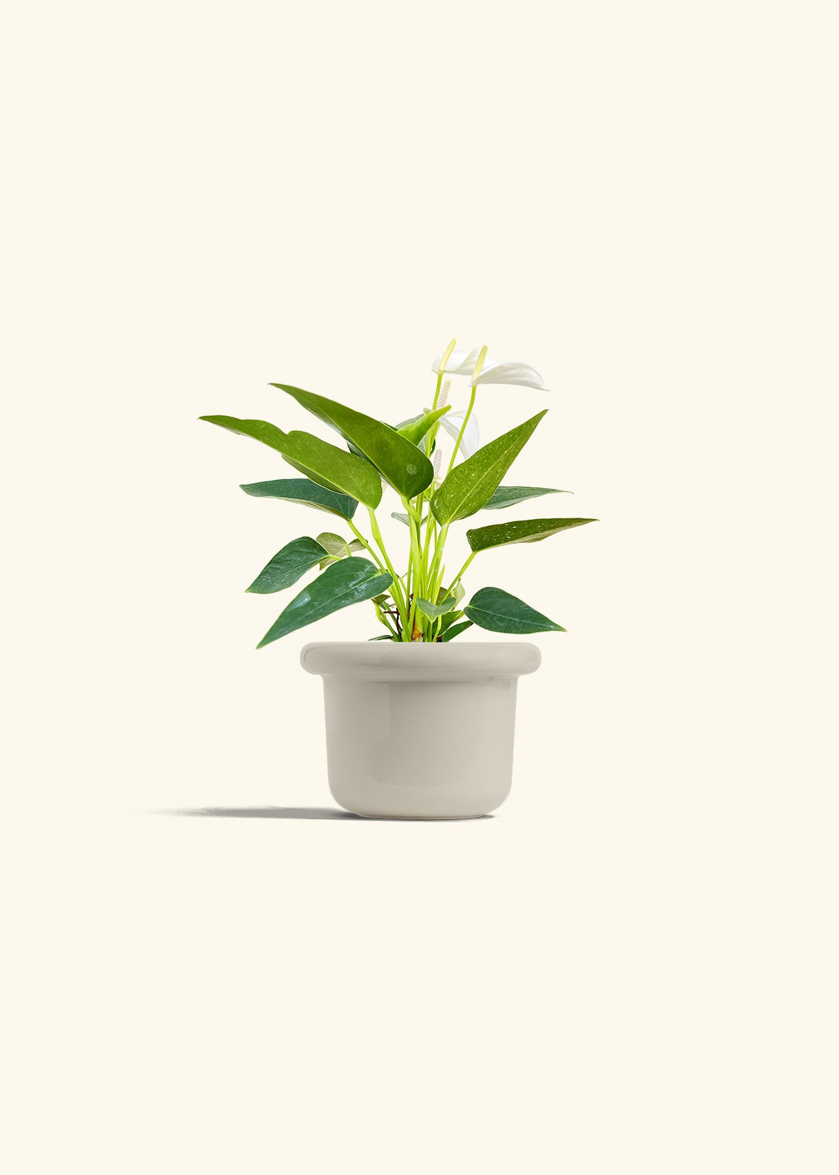 Anthurium White Flamingo in a 4 inches Fat Lip Oat Planter 