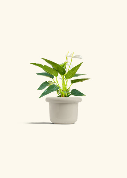 Anthurium White Flamingo in a 4 inches Fat Lip Oat Planter 