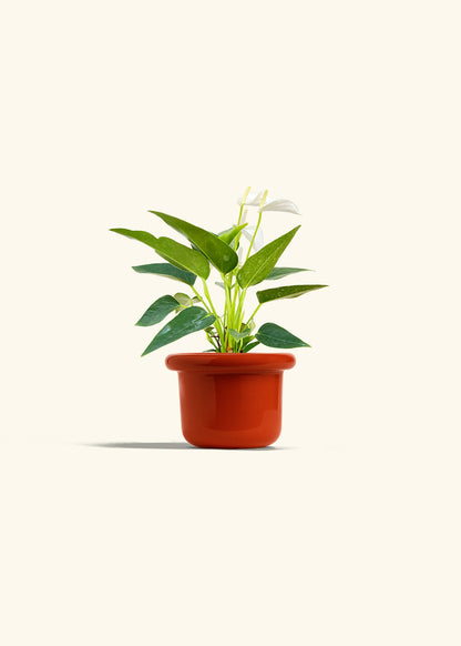 Anthurium White Flamingo in a 4 inches Fat Lip Red Planter 