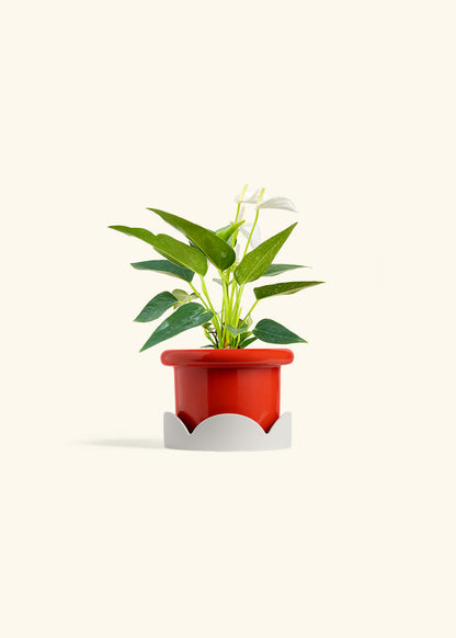 Anthurium White Flamingo in a 4 inches Fat Lip Red Planter in a Oat Petal Drip Tray