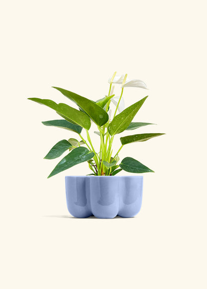 Anthurium White Flamingo in a 4 inches in a Blue Petal Planter