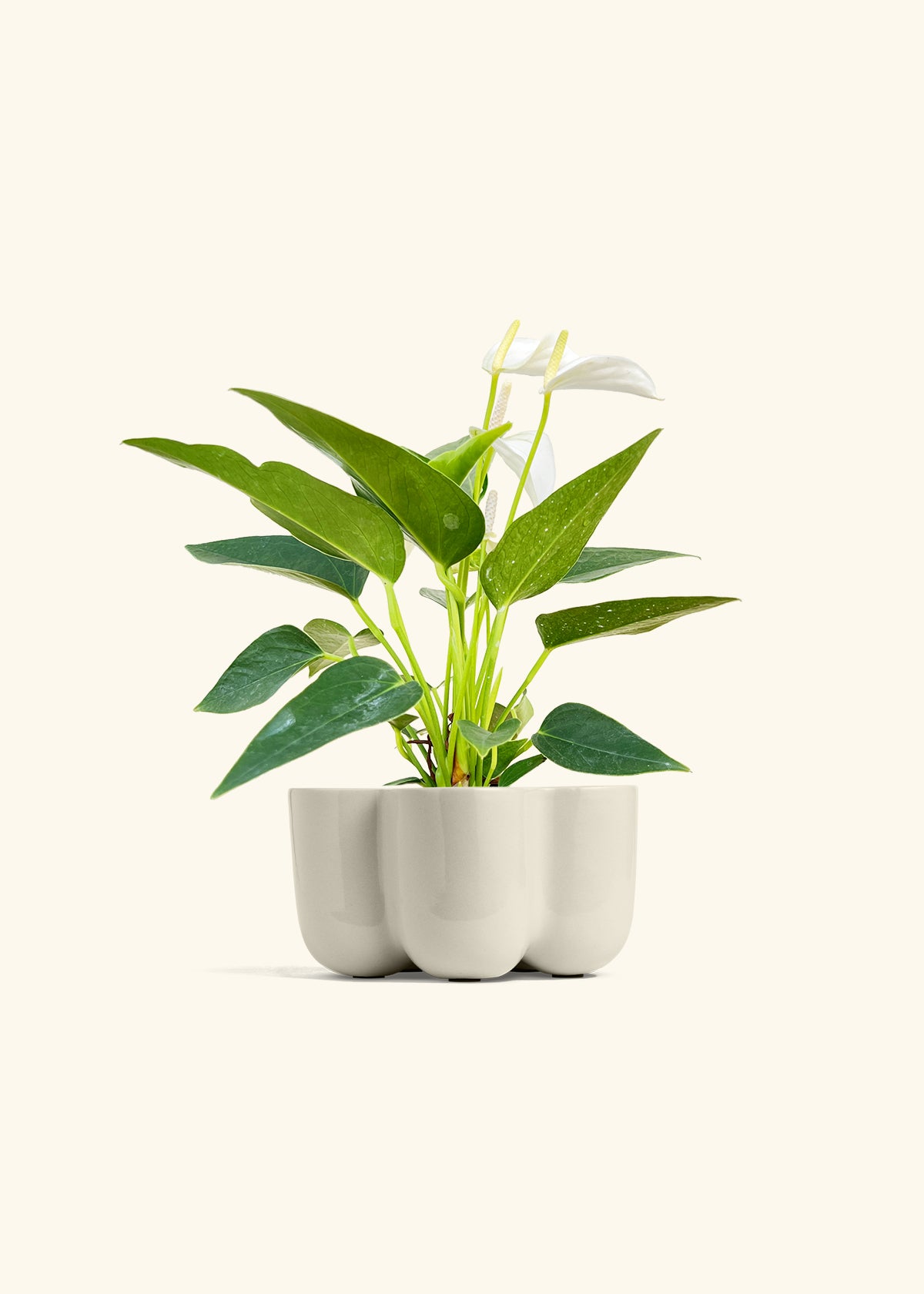 Anthurium White Flamingo in a 4 inches in a Oat Petal Planter