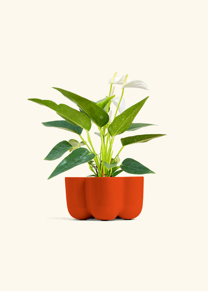 Anthurium White Flamingo in a 4 inches in a Red Petal Planter