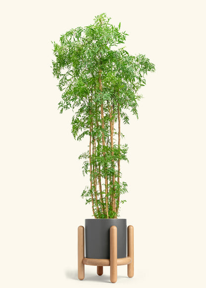 Ming Aralia, XL