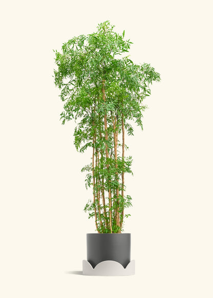 Ming Aralia, XL