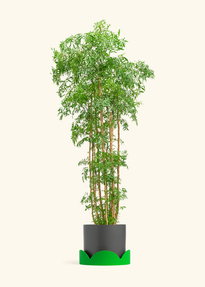 Ming Aralia, XL
