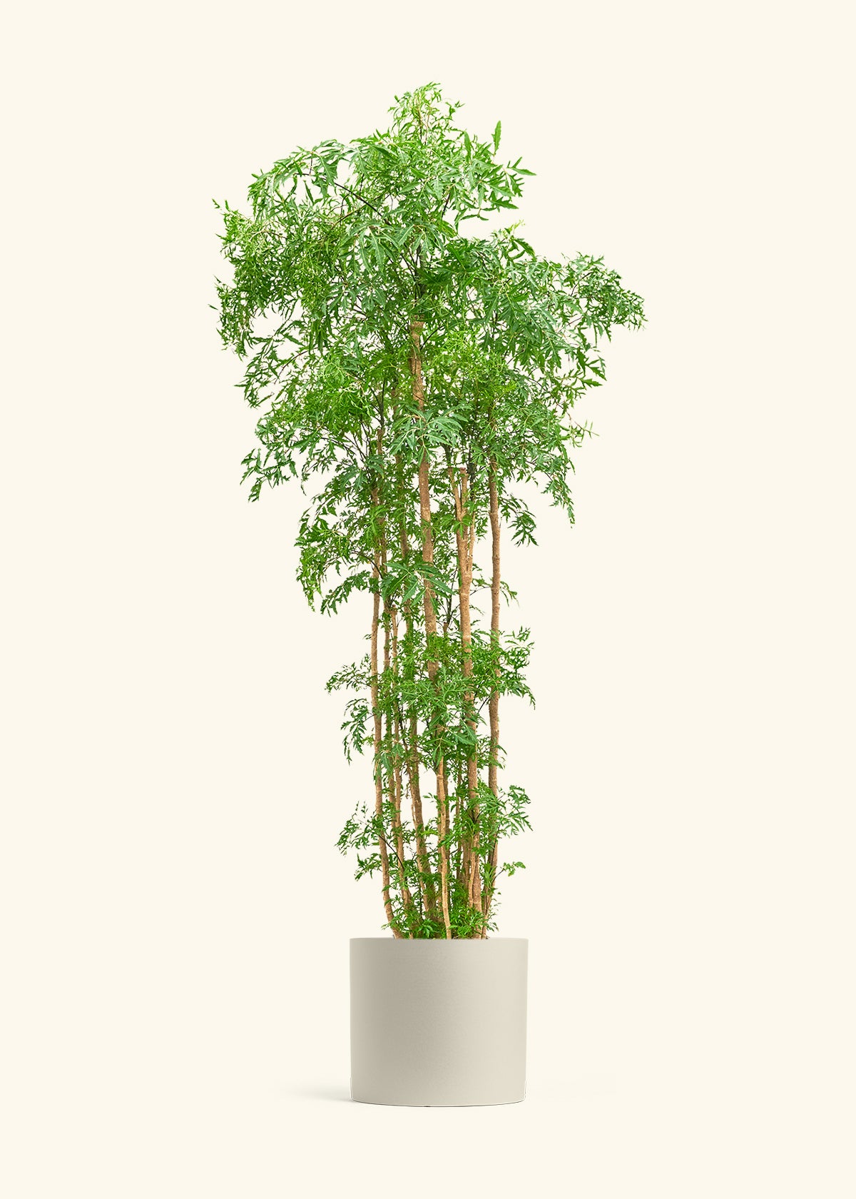 Ming Aralia, XL