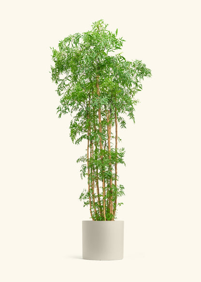 Ming Aralia, XL