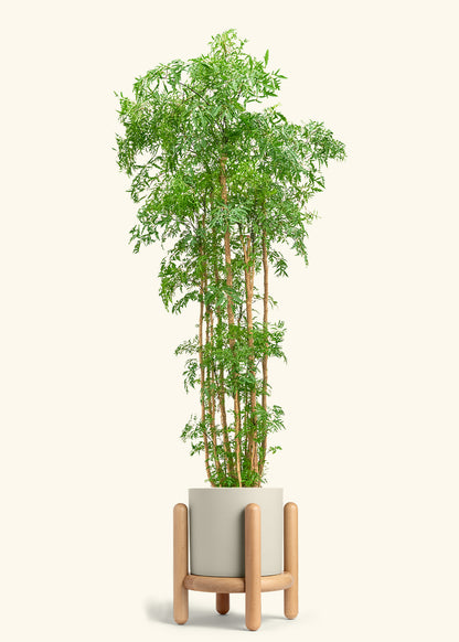 Ming Aralia, XL