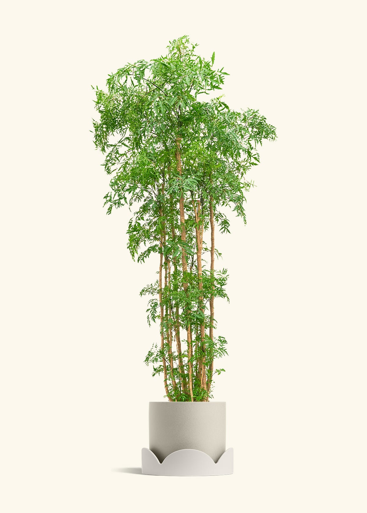 Ming Aralia, XL