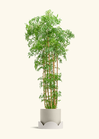 Ming Aralia, XL