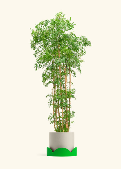 Ming Aralia, XL