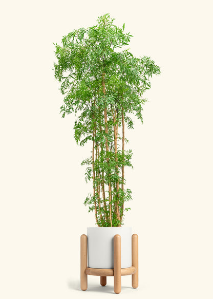 Ming Aralia, XL
