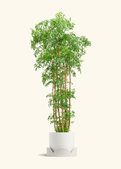 Ming Aralia, XL