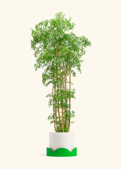 Ming Aralia, XL