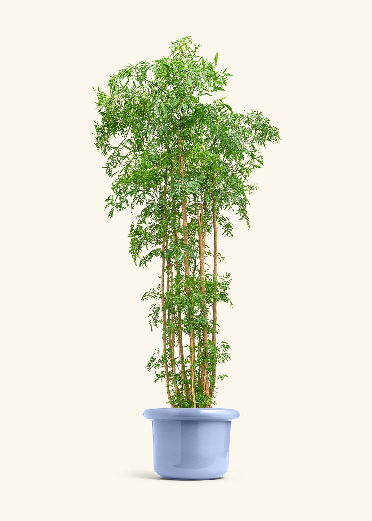 Ming Aralia, XL