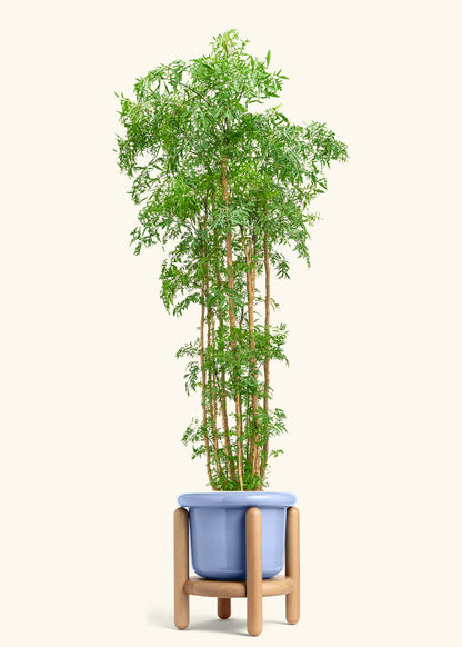 Ming Aralia, XL
