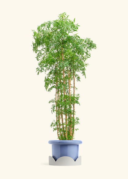 Ming Aralia, XL