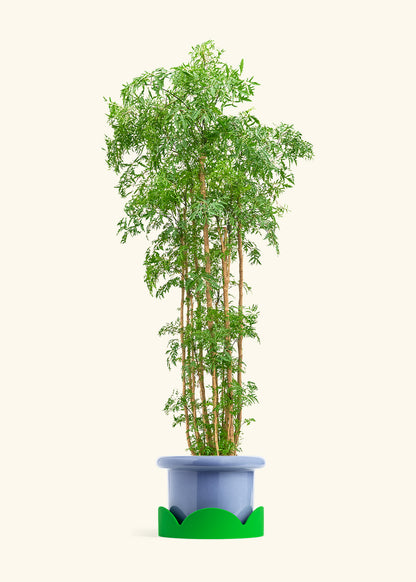 Ming Aralia, XL