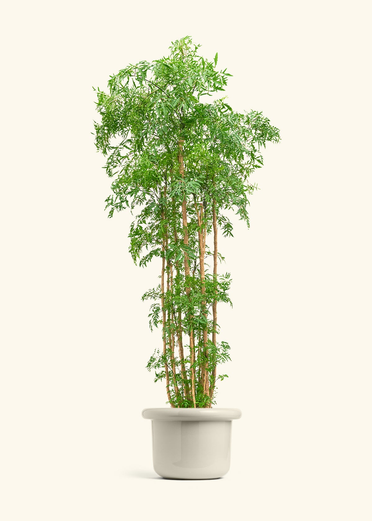 Ming Aralia, XL