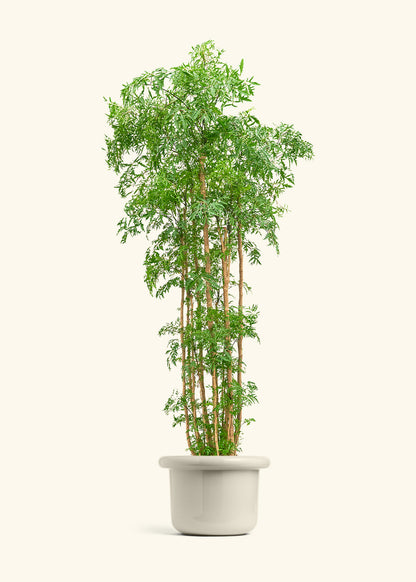 Ming Aralia, XL