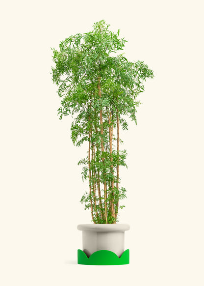Ming Aralia, XL
