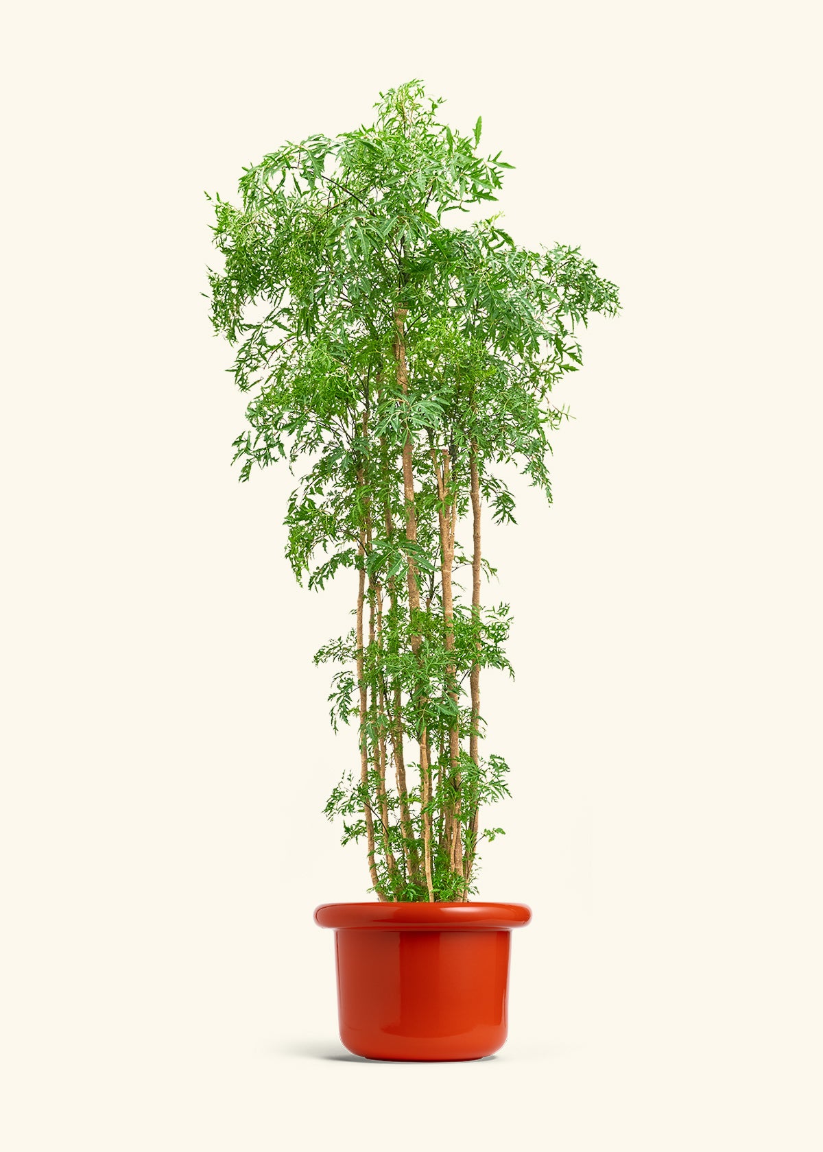 Ming Aralia, XL