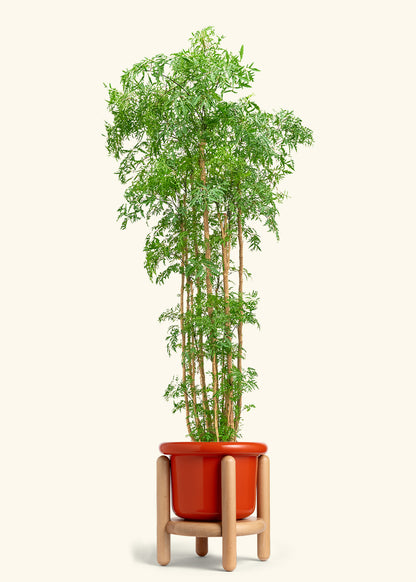 Ming Aralia, XL