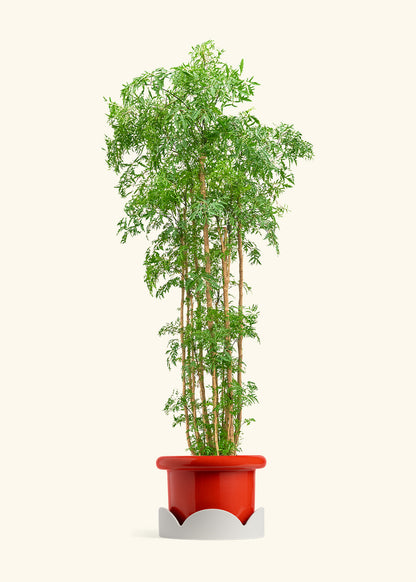Ming Aralia, XL