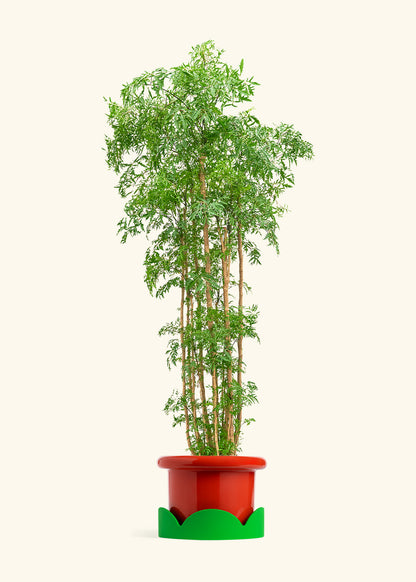 Ming Aralia, XL