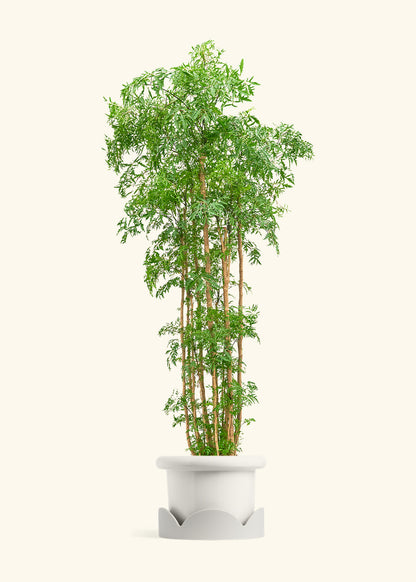 Ming Aralia, XL