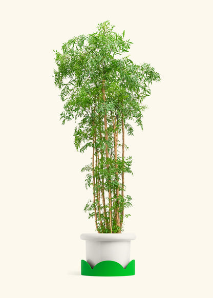 Ming Aralia, XL