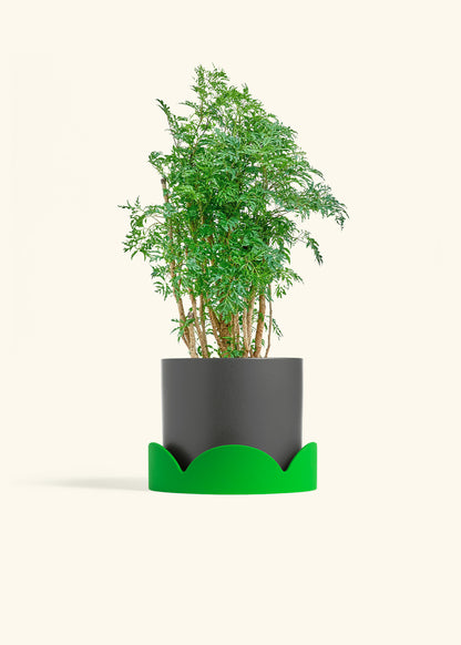 Ming Aralia in a 6 inches Charcoal Classic Cylinder Planter in a Shamrock Petal Drip Tray