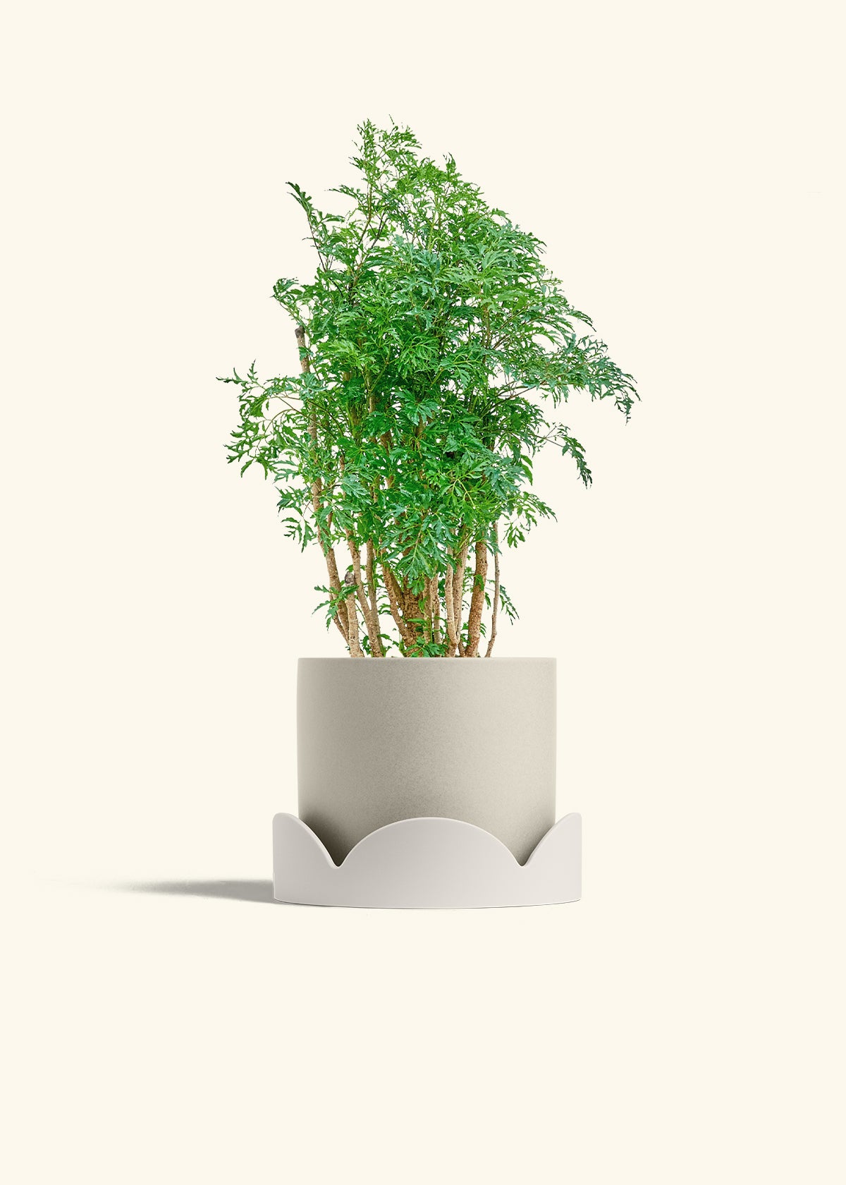 Ming Aralia in a 6 inches Oat Classic Cylinder Planter in a Oat Petal Drip Tray