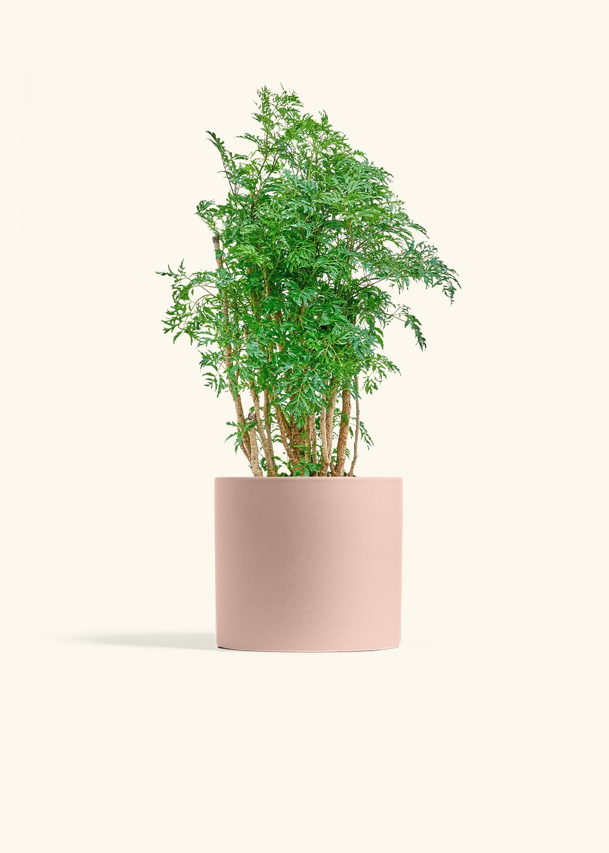 Ming Aralia in a 6 inches Pink Classic Cylinder Planter 