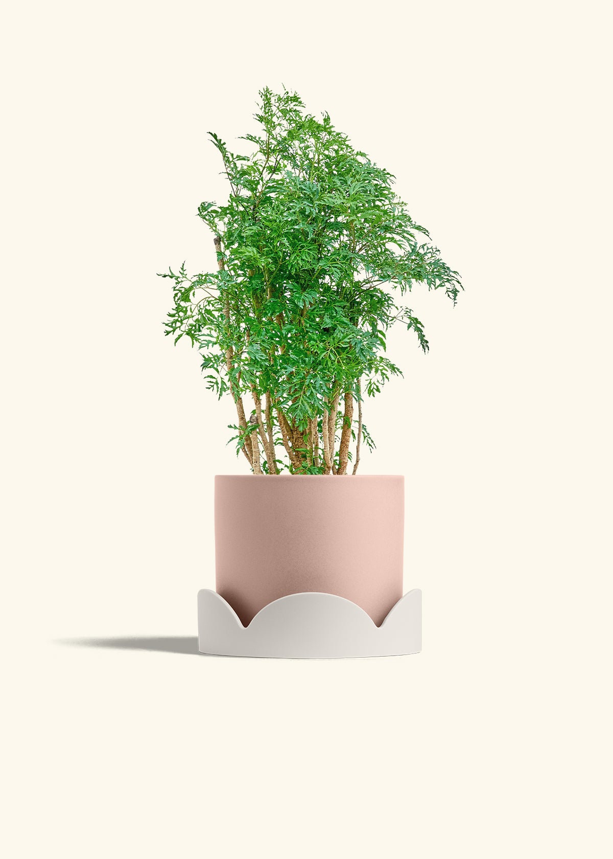 Ming Aralia in a 6 inches Pink Classic Cylinder Planter in a Oat Petal Drip Tray
