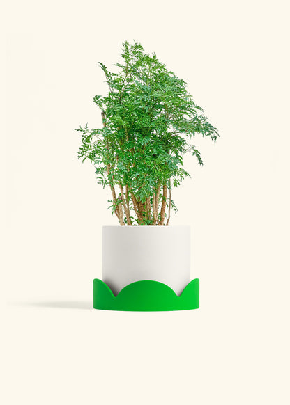 Ming Aralia in a 6 inches White Classic Cylinder Planter in a Shamrock Petal Drip Tray