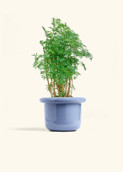 Ming Aralia in a 6 inches Fat Lip Blue Planter 