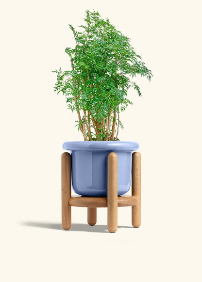 Ming Aralia in a 6 inches Fat Lip Blue Planter in a Beech Wood Stand