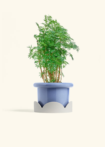 Ming Aralia in a 6 inches Fat Lip Blue Planter in a Oat Petal Drip Tray