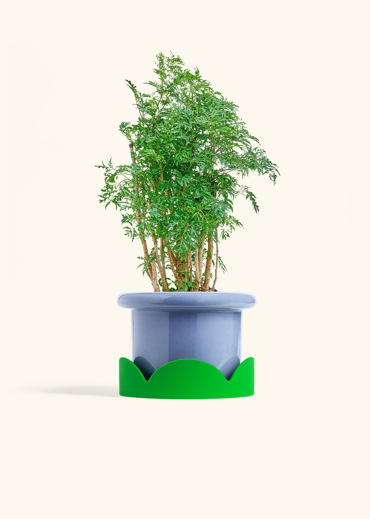 Ming Aralia in a 6 inches Fat Lip Blue Planter in a Shamrock Petal Drip Tray