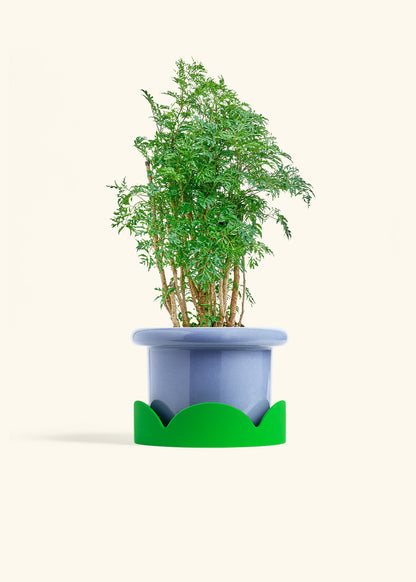 Ming Aralia in a 6 inches Fat Lip Blue Planter in a Shamrock Petal Drip Tray