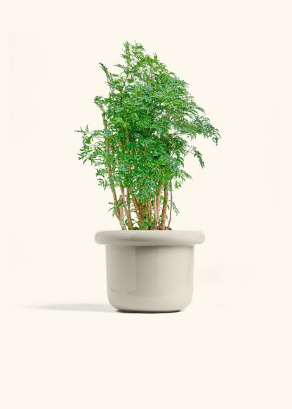 Ming Aralia in a 6 inches Fat Lip Oat Planter 